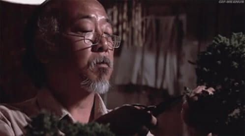 Mr. Miyagi cutting a bonsai tree